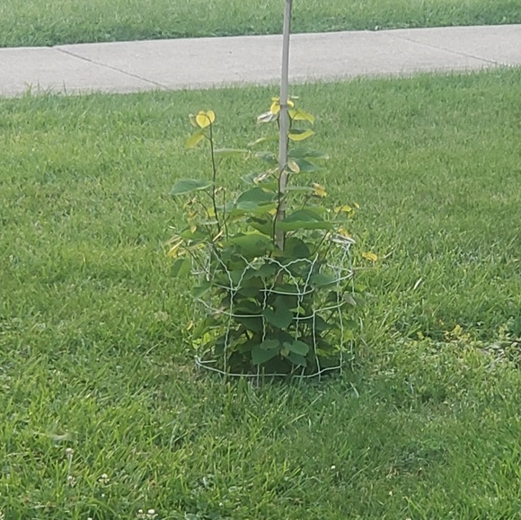 Meet your Posher, Christopher - Picture 1 of 1